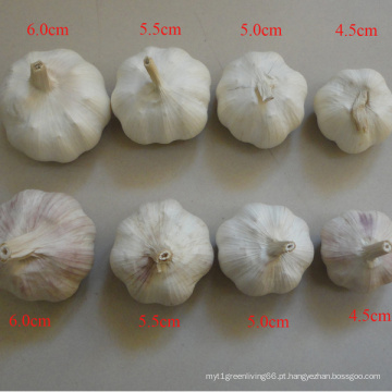 Suppy todos especificação Normal branco alho fresco na China